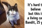 23 Wholesome Cat Pics That Can Make You Want To Hug All The Cats In The World