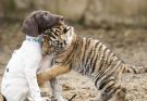 Tiger Cub Rejected by its Mоther Finds a Best Friend in a Puppy